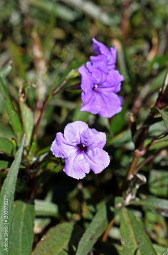 Obraz na płótnie Mexican petunia or Mexican bluebell (Ruellia simplex) on garden in Teresopolis, Rio de Janeiro, Brazil w salonie