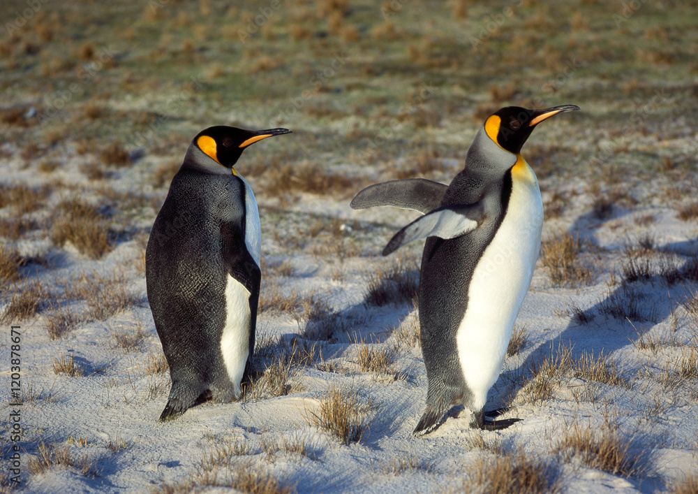 Obraz premium Manchot royal,.Aptenodytes patagonicus, King Penguin, Iles Falkland, Malouines