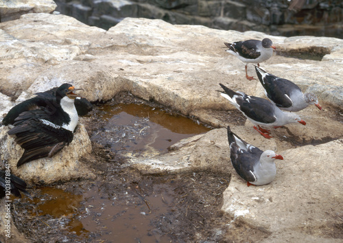 Goéland de Scoresby,.Leucophaeus scoresbii, Dolphin Gull, Cormoran impérial,.Leucocarbo atriceps, Imperial Shag , Ile Sea Lion, Iles Falkland, Iles Malouines photo