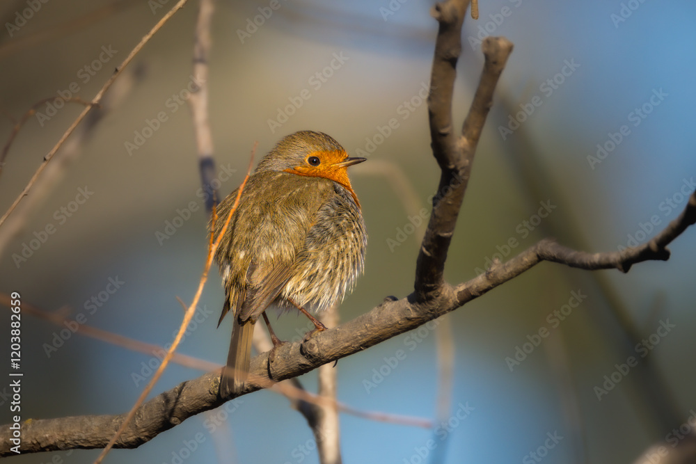Fototapeta premium European Robin perched on a branch in the morning light