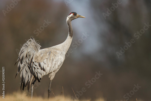 Żuraw, żuraw popielaty, żuraw szary, crane, Grus grus photo