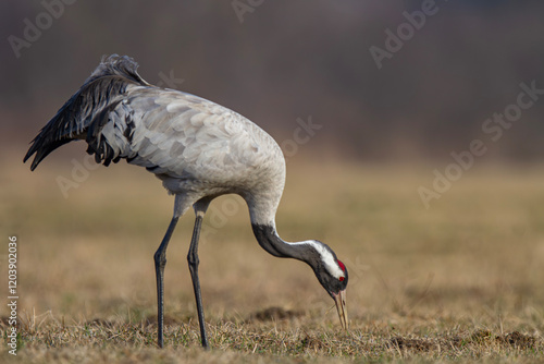 Żuraw, żuraw popielaty, żuraw szary, crane, Grus grus photo