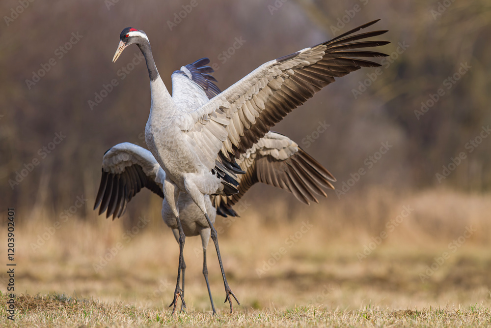 Fototapeta premium Żuraw, żuraw popielaty, żuraw szary, crane, Grus grus