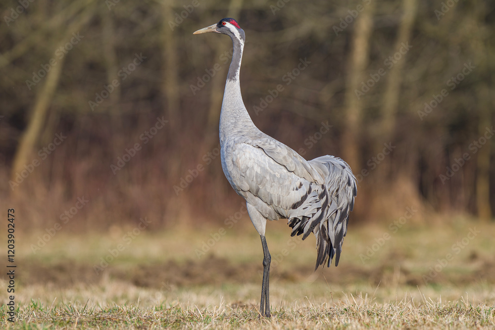 Fototapeta premium Żuraw, żuraw popielaty, żuraw szary, crane, Grus grus