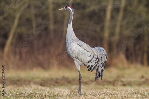 Żuraw, żuraw popielaty, żuraw szary, crane, Grus grus photo