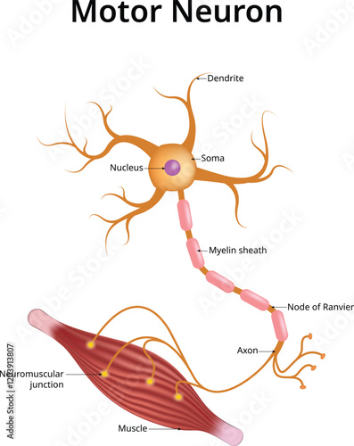 Motor neuron, Vector Illustration,m Nucleus, Soma, Dendrite, Myelin sheath, Node of Ranvier, Axon, Muscle,  Neuromuscular Junction. photo