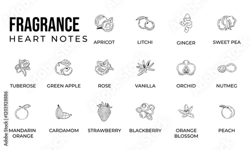 Vector set line icon aromatic notes perfume