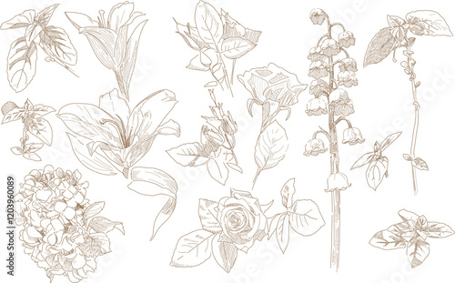 Flowers and leaves set flower bud graphic monochrome drawing botany herbarium vector illustration
