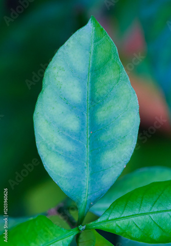 Beautiful close-up of a leaf of ruellia solitaria photo