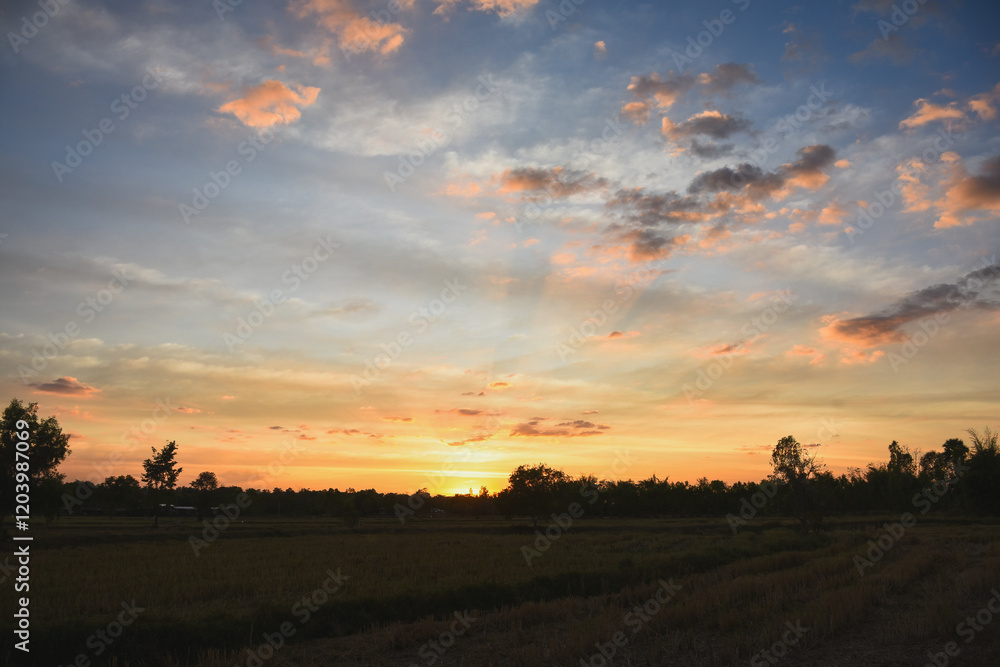 Fototapeta premium Evening sunset and shadows of trees