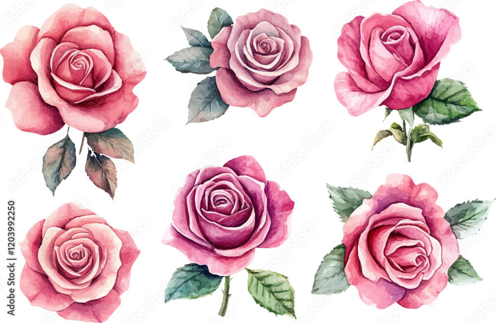 Fototapeta premium set of roses isolated
