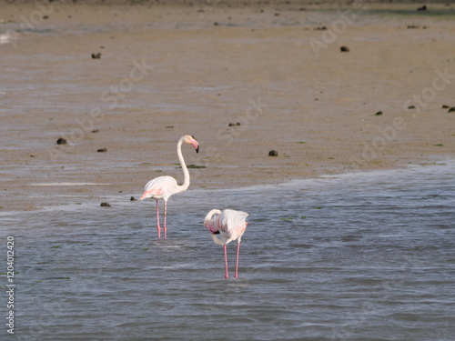 Flamingos suchen in den flachen salzigen Lagunen des Parque Natural Bahia Cadiz bei Chiclana de la Frontera kurz vor Cadiz nach Nahrung photo