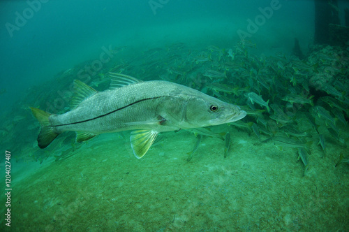Foto Spawning Snook swimming in Florida