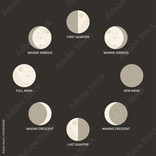 Moon phases with names vector illustration set. Lunar phases. Cycle from the full moon to new moon. Moon phases vector. Moon phase icon vector set.