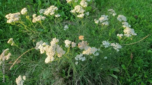 flowers in grass. yarrow flowering