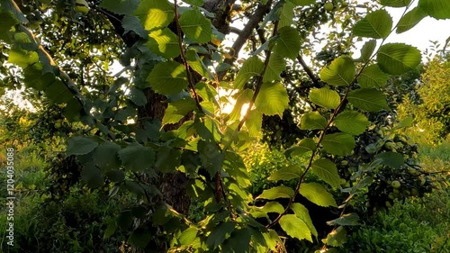 tree in the forest. sunset in the forest. sun beams in the forest. sun shining through the trees. green leaves in the sun