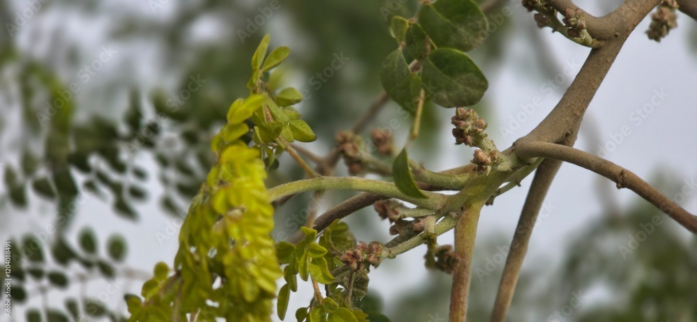 Flowering buds of Moring Olifera tree Flowering buds of Moring Olifera tree