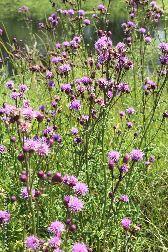 Obraz premium Thistle field (Cirsium arvense) grows and blooms among herbs
