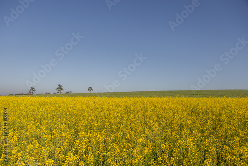 유채밭과 보리밭이 있는 농촌 풍경 photo