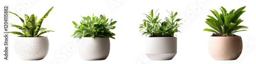 Three pots containing various plants arranged on a wooden table in natural light setting isolated on a white background