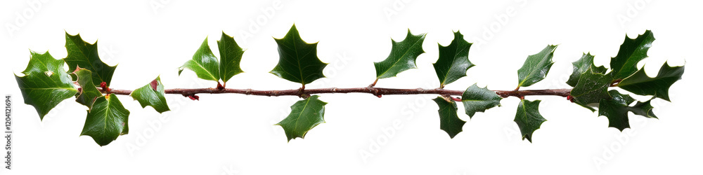 Fototapeta premium Branch with green leaves and red berries against a soft focus background in nature isolated on a white background
