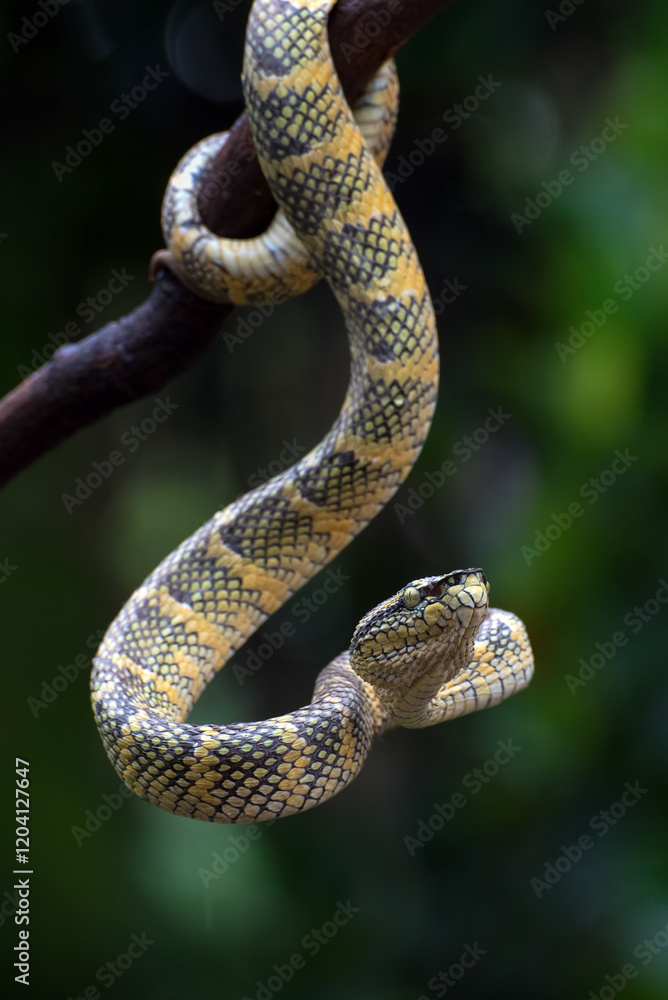 Temple pit viper raising its head Temple pit viper raising its head