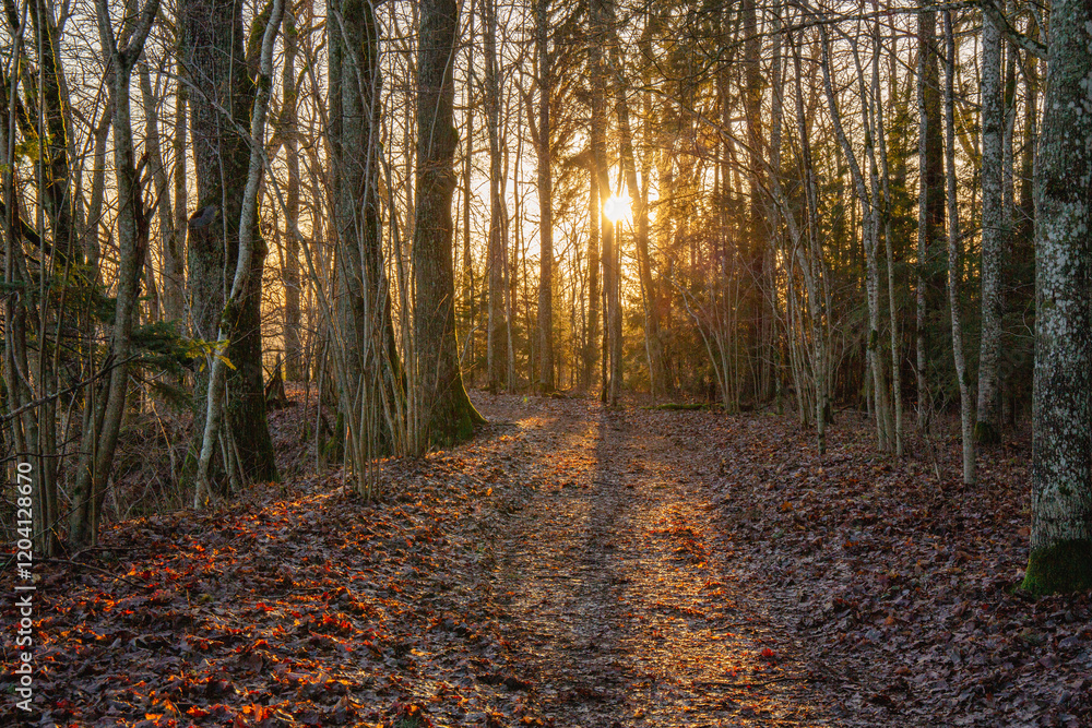 Obraz premium Woodland scene in Gauja National Park forest in January without snow in sunset hour in Sigulda in Latvia
