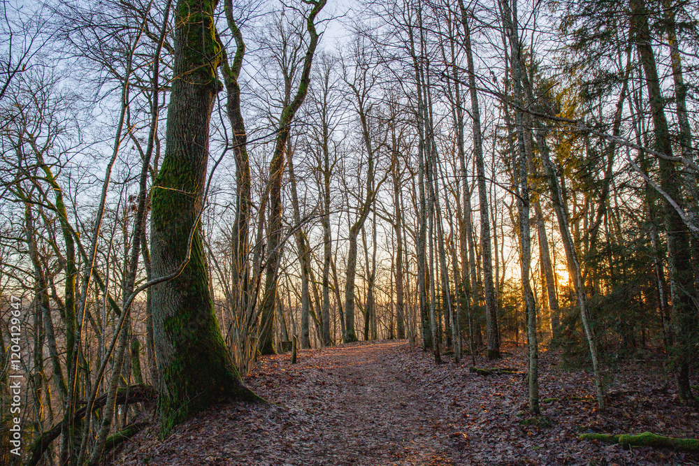 Obraz premium Woodland scene in Gauja National Park forest in January without snow in sunset hour in Sigulda in Latvia