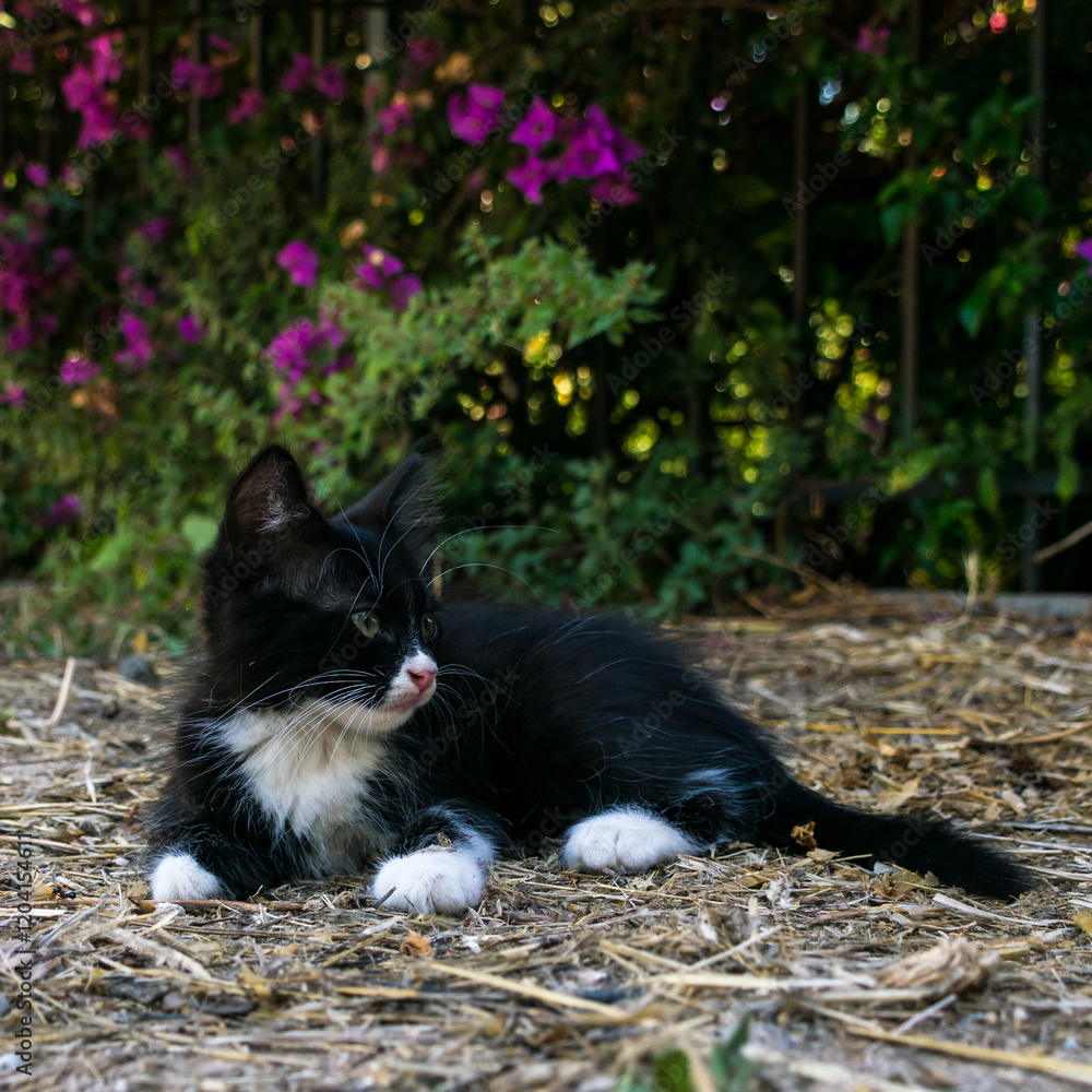 Black kitten with white paws laying on the ground, looking away in Kos town, Kos island, Greece Black kitten with white paws laying on the ground, looking away in Kos town, Kos island, Greece