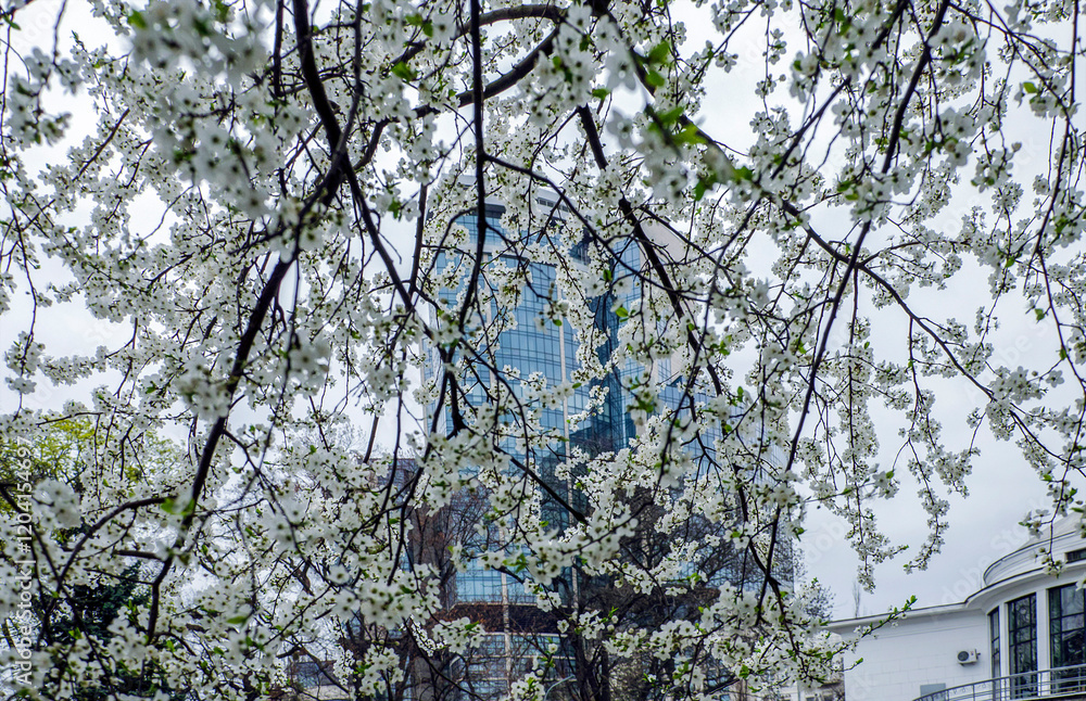 Spring Kyiv. Flowering tree against the backdrop of a high-rise building. Spring Kyiv. Flowering tree against the backdrop of a high-rise building.