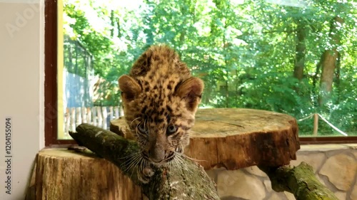 North Chinese leopard cub, its scientific name is Panthera pardus japonensis in a house photo