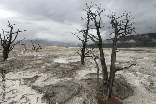 Photo of geothermal feature of mud springs in the cauldron of Yellowstone National Park were hot mud bubbles up from the earth creating a large flat plateau as the mud flows photo