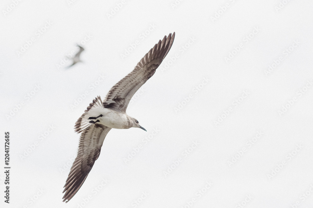 Obraz premium Seagulls Soaring through the Sky