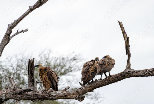 Three big birds on tree. White-backed African vulture on dry branch in forest. Kruger National Park, South Africa. Animal wildlife bird background. Safari at savanna photo