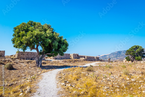 Olive tree in Antimachia Castle in Antimachia village, Kos island, Greece