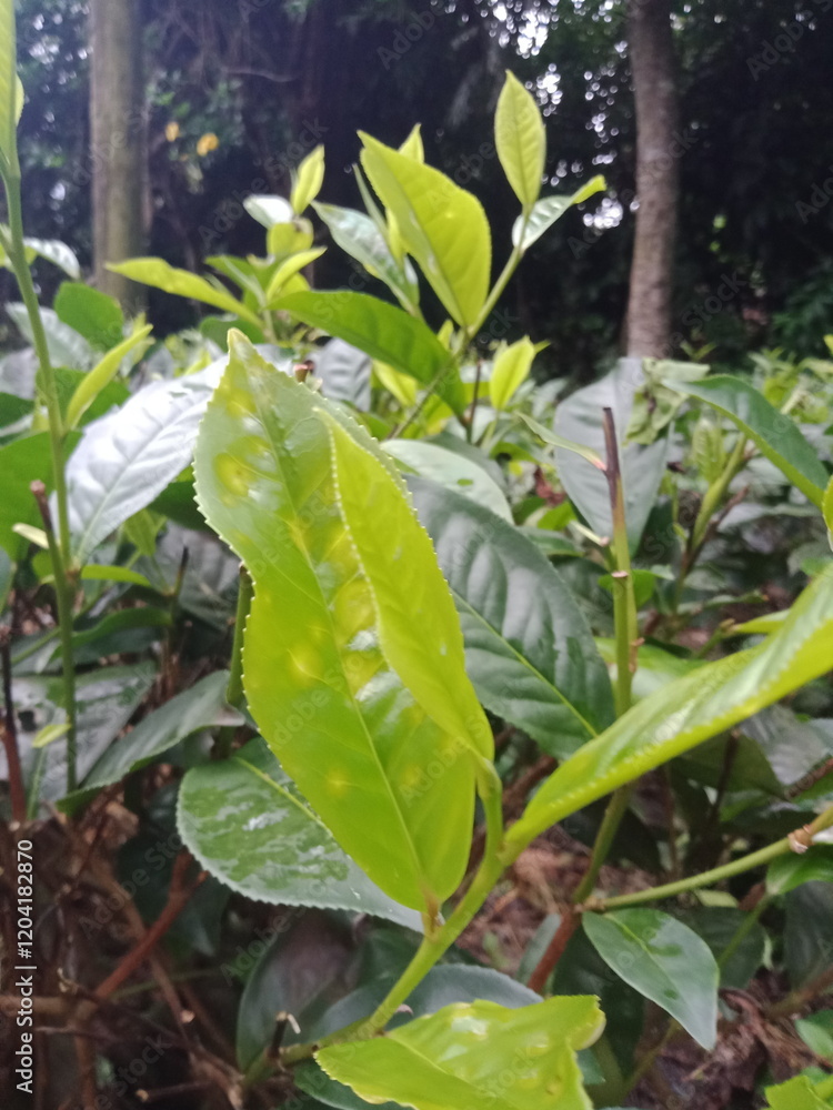 Obraz premium Tea leaves in closeup photo. Fresh Green tea tree leaves in eco herbal farm. Tree tea plantations in morning sunlight. Drinking organic tea relax heath plant. Green tea trees with two leaves and a bud