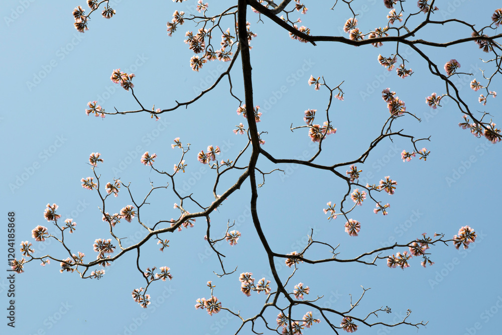 Pink tecoma flower on blue sky background Pink tecoma flower on blue sky background