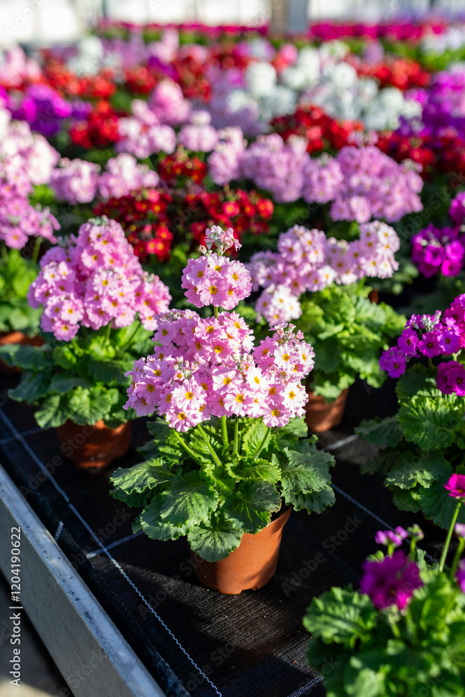 flowers in a garden center flowers in a garden center