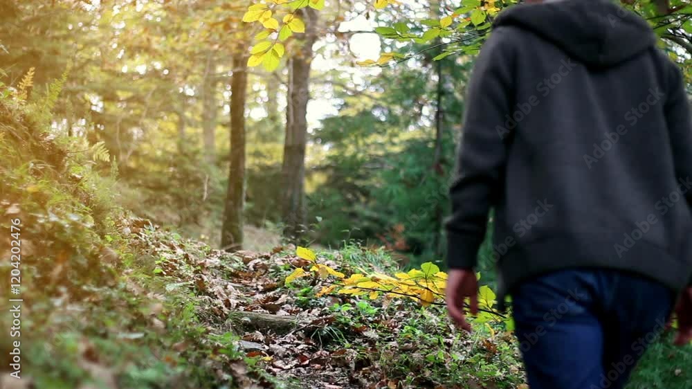 Walking Forest in autumn day