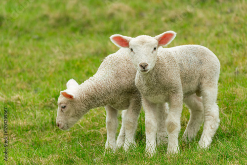 Fototapete Two lambs on the dike - 6866