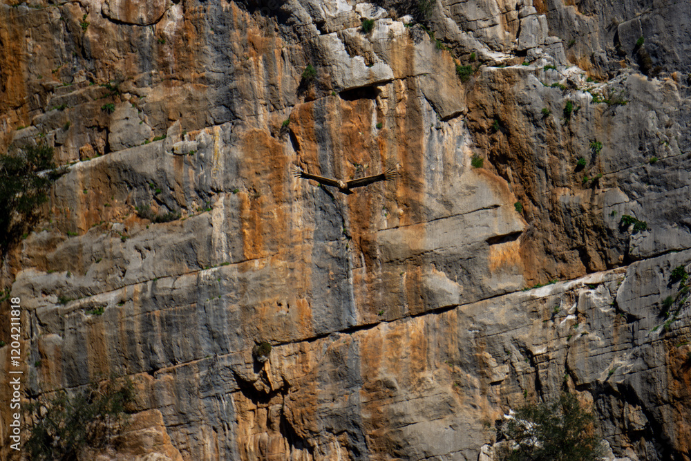 Incredible Wildlife Shot Of A Vulture Flying Over Rocky Cliffs In Canyon De Las Buitreras Gaucin Malaga Spain Incredible Wildlife Shot Of A Vulture Flying Over Rocky Cliffs In Canyon De Las Buitreras Gaucin Malaga Spain
