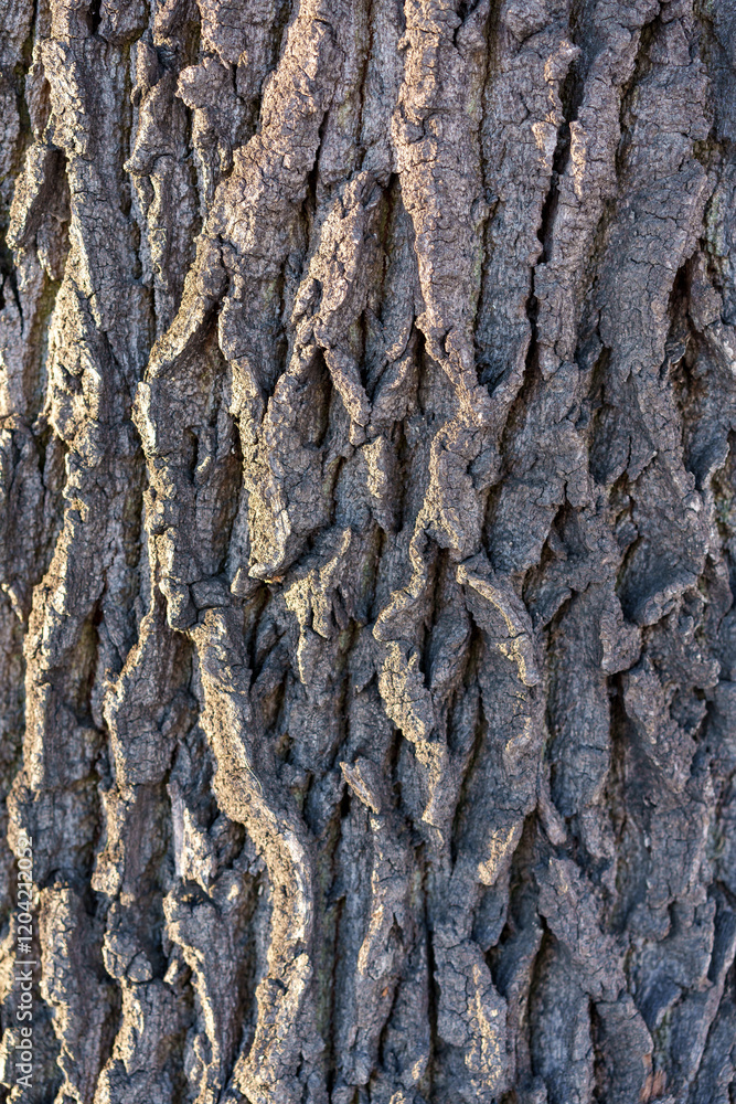 the rough texture of the bark of an old large oak trunk the rough texture of the bark of an old large oak trunk