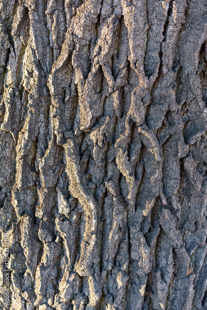the rough texture of the bark of an old large oak trunk the rough texture of the bark of an old large oak trunk