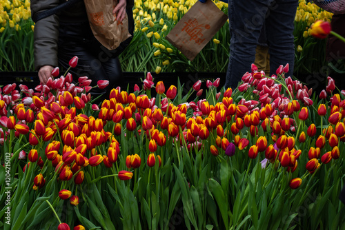Photography January 18 2025 in Amsterdam officially kicks off tulip season during National Tulip Day