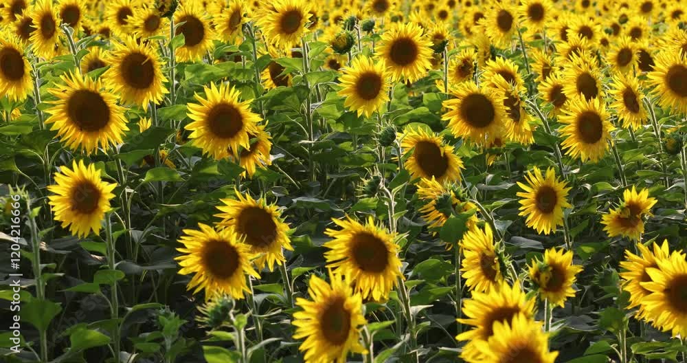 Sunflower field swaying gently in the breeze Sunflower field swaying gently in the breeze