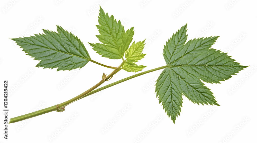 Green raspberry leaves sprout on stem, isolated on white background. Ideal for botanical illustrations, nature websites, or food packaging Green raspberry leaves sprout on stem, isolated on white background. Ideal for botanical illustrations, nature websites, or food packaging