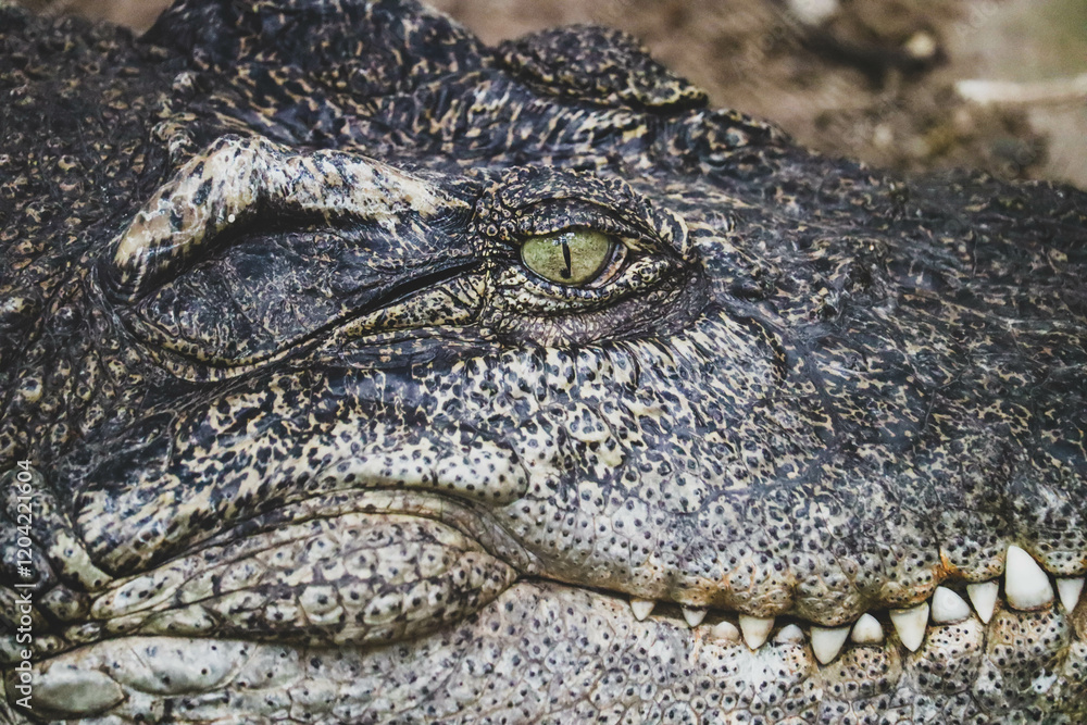 Fototapeta premium Alligator or crocodile animals eyes closeup, dangerous alligator eye detail