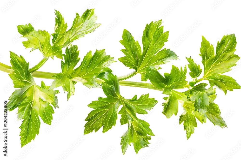 Fototapeta premium Parsley leaves isolated on white background