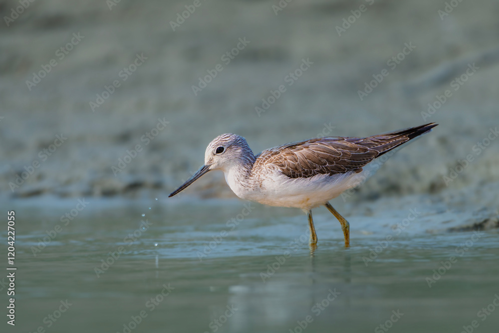 Bird Bird