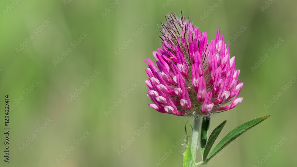 wild plants and flowers. photos of pink flowers. wild plants and flowers. photos of pink flowers.
